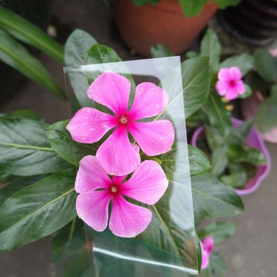 좋은 가격 투명한 1mm 폴리카보네이트 제조 PC 보드 광학 또는 인쇄용 단일 계층 1mm 온라인으로